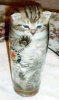 kittycup.jpg