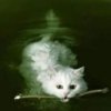 White kitty swimming.jpg