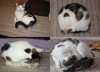catbox.jpg