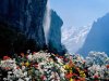 wildflower.jpg