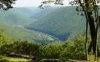 black forest.jpg