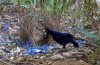 bower bird.jpg