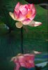 LOTUS REFLECTED.jpg