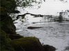 beaver1.jpg