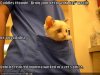 funny-pictures-kitten-visits-vet.jpg