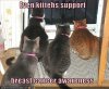 funny-pictures-cats-support-breast-cancer-awareness.jpg