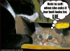 funny-pictures-one-cat-is-mad2.jpg