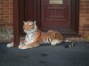 The tiger of Penymynydd2.jpg