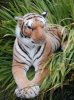 Penymynydd Tiger2.jpg